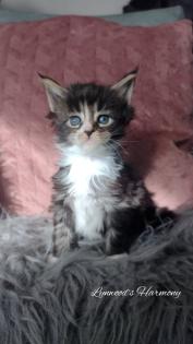 Wunderschöne reinrassige Maine Coon Kitten