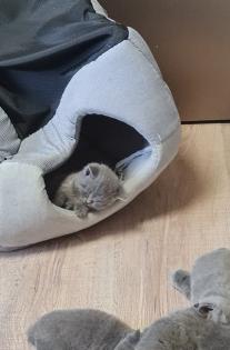 BKH Kitten suchen ein Zuhause