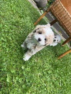 Süße Maltipoo Welpen