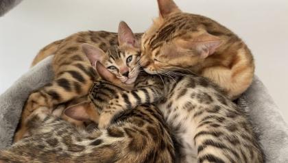 Bengalkitten mit Stammbaum