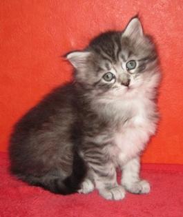 Maine Coon Kitten