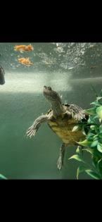 Biete 2 Wasserschildkröten Höckerschildkröten