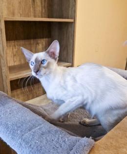 Nur noch 1 hübscher Balinesen Katerchen sucht eine Zuhause