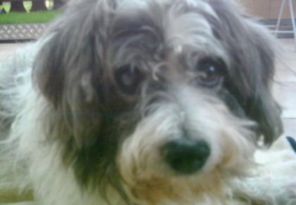 Suche Jack Russel Mix Malteser-Bologneser-Havaneser