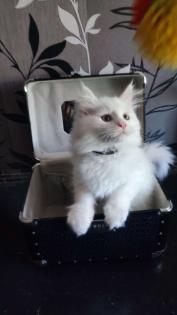 Maine Coon Kitten in Schneeweiß