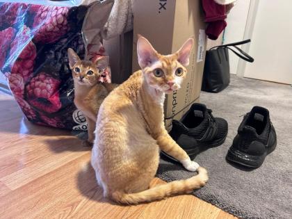 Devon Rex Kater Amour 10 Monate, kastriert - verspielt und sehr liebevoll
