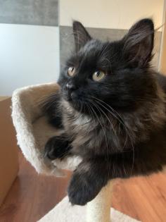BKH/BLH/Perser Kitte