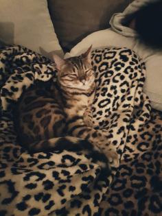Liebevoller Kater Reinrassig Bengal in Gute Hände abzugeben