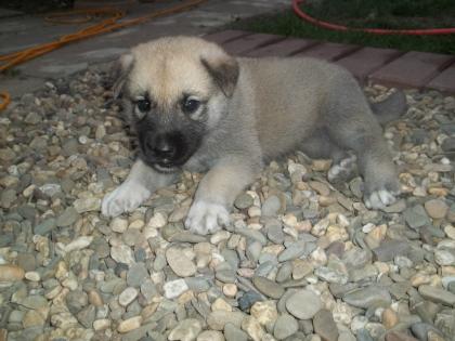 Kangal germanischer Bärenhund Welpen
