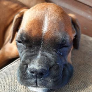 Boxer Welpen in liebevolle Hände abzugeben
