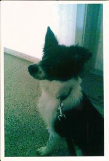 Border Collie 1 Jahr 300, 00 VB