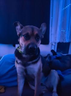 Eine tolle Schäferhund Bulldogge Mix wird 3 Jahre