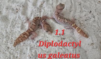 Amyae Wheeleri Deleani lucasium Diplodactylus