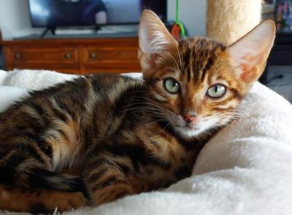 Süße Bengalkatzen zu verkaufen