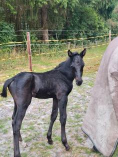 Hengst fohlen
