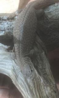 Varanus storri Terrarium