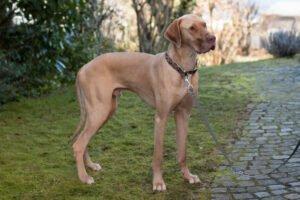 HERBERT - männlich 1 Jahr 80 cm 48 kg Deutsche Dogge Gechipt