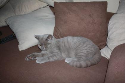 British Kurzhaar Kater