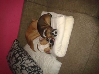 Hallo ich bin die kleine anni ein englischbulldog- Scnauzer mischling suche ein