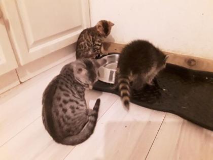 Süsse Bengal Britisch Kurzhaar Kitten