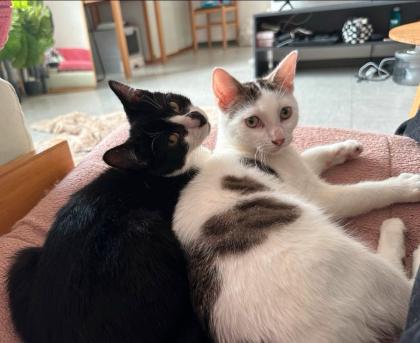 Zwei Geschwister Katzen zu vermitteln