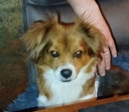 DRINGEND Lilly, kleine Kuschelmaus