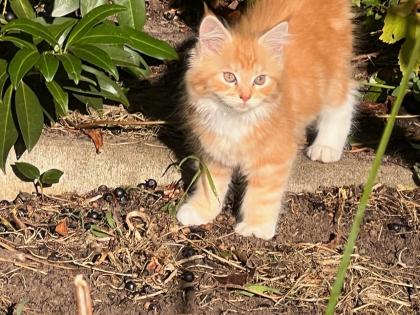 Main Coon 14 Wochen