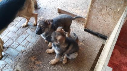 Schäferhund Welpen zu verkaufen
