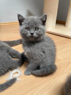 BKH Kitten, Britisch Kurzhaar, Katzenbabys, Kitten