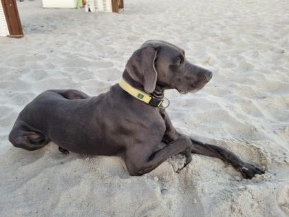 Blauer Weimaraner reinrassig