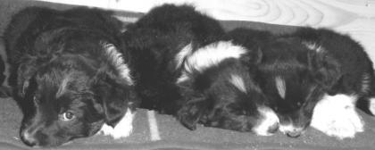 Border Collie Welpen