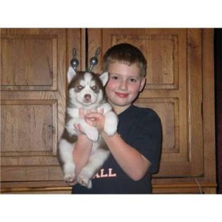 Reinrassige Siberian Husky Welpen mit Papieren.