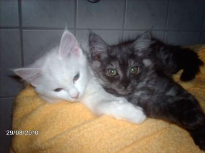 Maine Coon Kitten