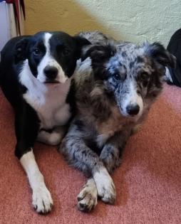 Border Collie Welpen