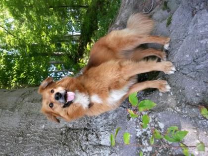Hundesitter gesucht