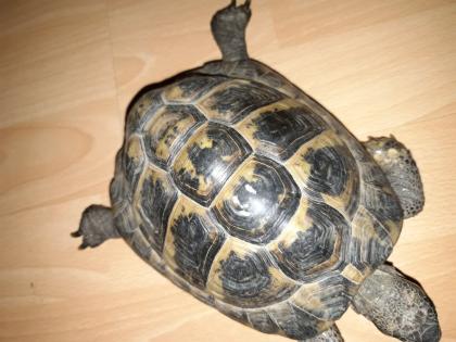 Neues zuhause für zwei griechische landschildkröten gesucht