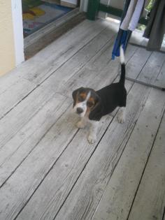 Süsse tricolor Beagle Welpe sucht neue Zuhause -