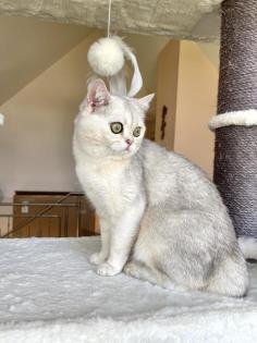 BKH Deckkater Sunshine Black Silver Shaded