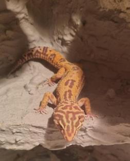 Leopardgeckos Nachzucht 06/21