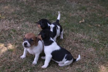 Jack Russel Terrier abzugeben