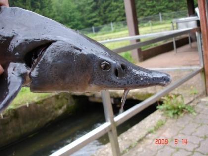 Sibirische Störe acipenser baeri 1, 5 2, 5 kg. 100cm, Stör Setzlinge