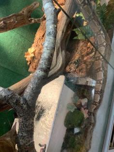 1. 1 Boa constrictor Imperator 0. 1 Boa Constrictor constrictor