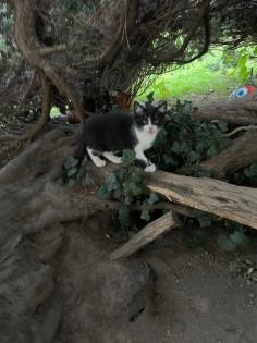 Hauskatze Katzenkinder Katze Kater Kitten