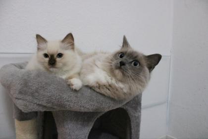 Hübsche Ragdoll Katzen mit Stammbaum