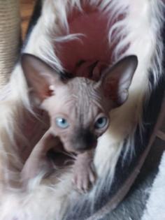 Sphynk Kitten