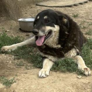 Zumby sucht ein Zuhause