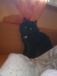 Eine wunderschöne Angora Katze zu Verkaufen.