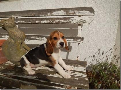 Beagle Welpe Hündin