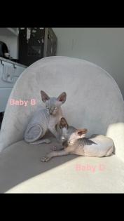 Kanadische Sphynx Kitten