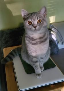 Wunderschöne BKH Katze